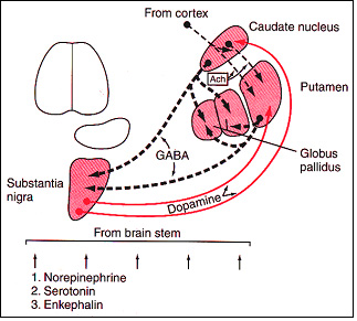 the Basal Ganglia System